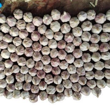 High quality fresh garlic 2021 new price elephant alho brasil,SURINAM